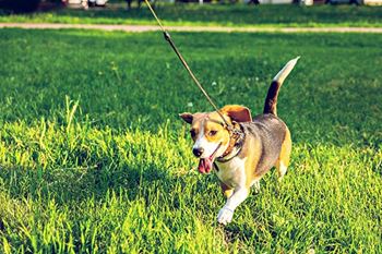 Mariposa Townhomes are Pet friendly!